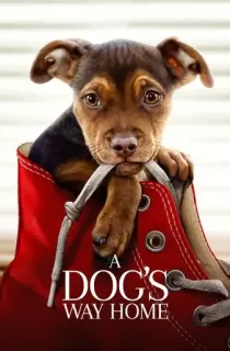 A Dog’s Way Home (2019) BluRay Multi Audio [Hindi ORG. + English + Tamil + Telugu] Full Movie 480p [550MB] | 720p [1GB] | 1080p [1.7GB]